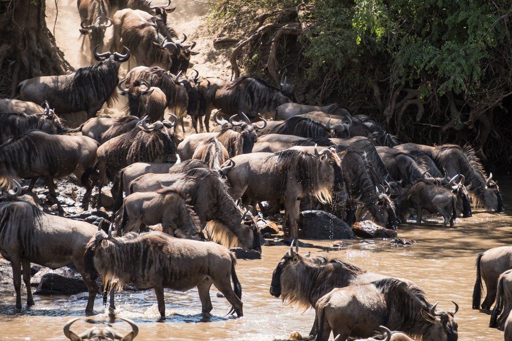 Wildebeest migration