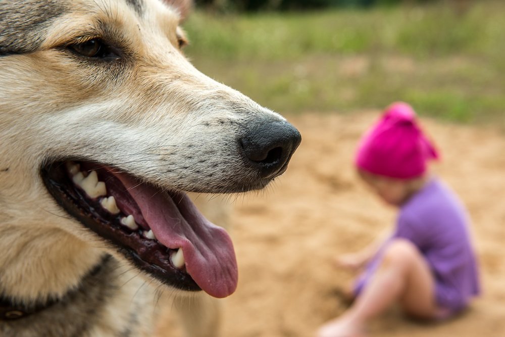 Красная шапочка и ...