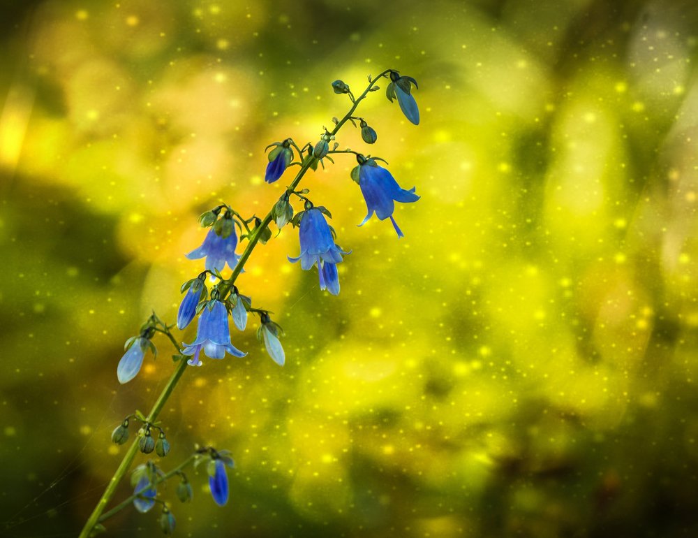 Сказки Августа