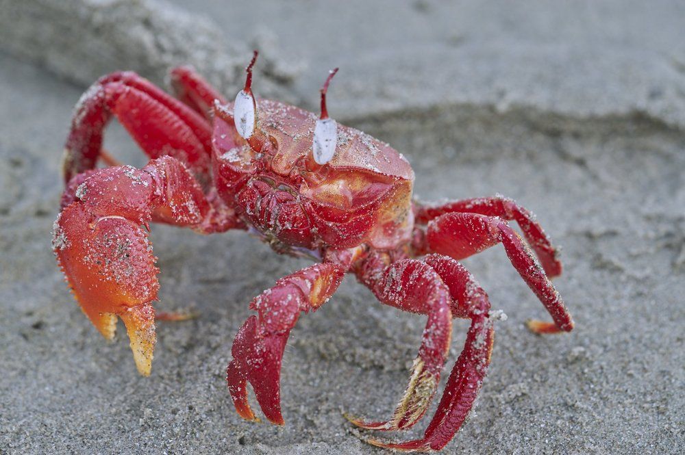 Red Crab Male