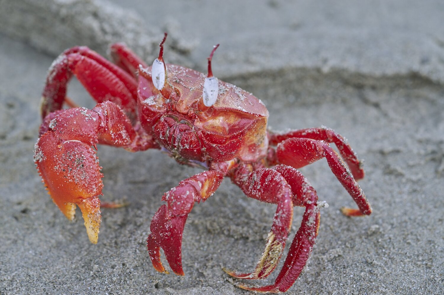 Red Crab Male