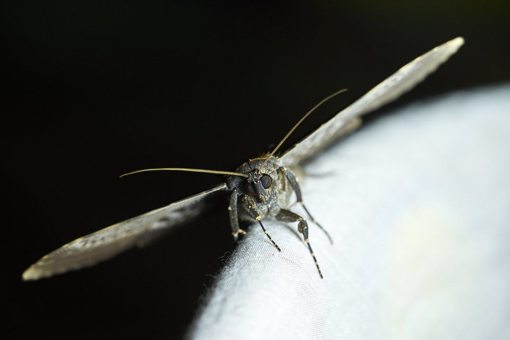 Night fly