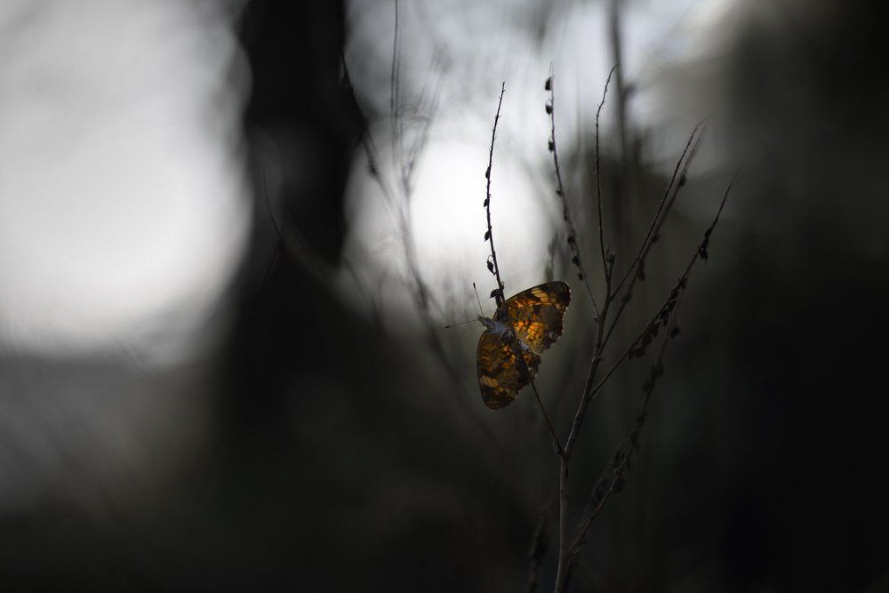 Princess Of The Darkness