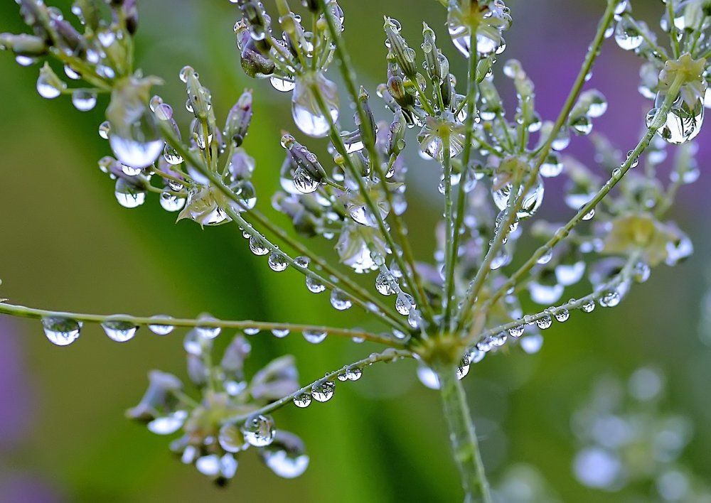 Август.Вечерняя роса