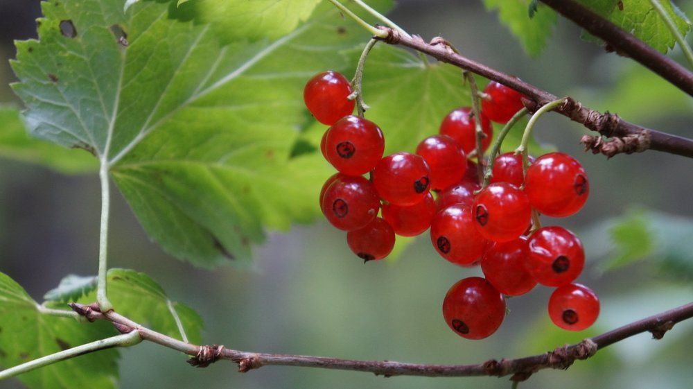 лесная ягода