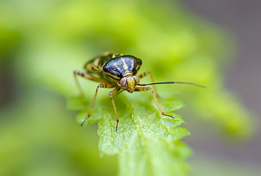 тараканчик