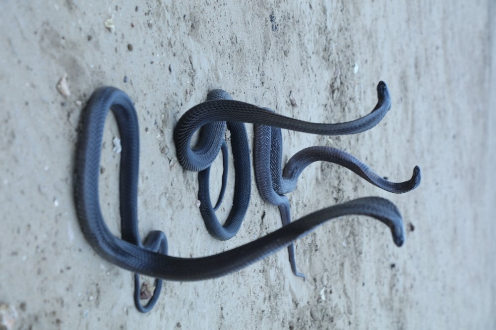 Black Cobra of Tharparker