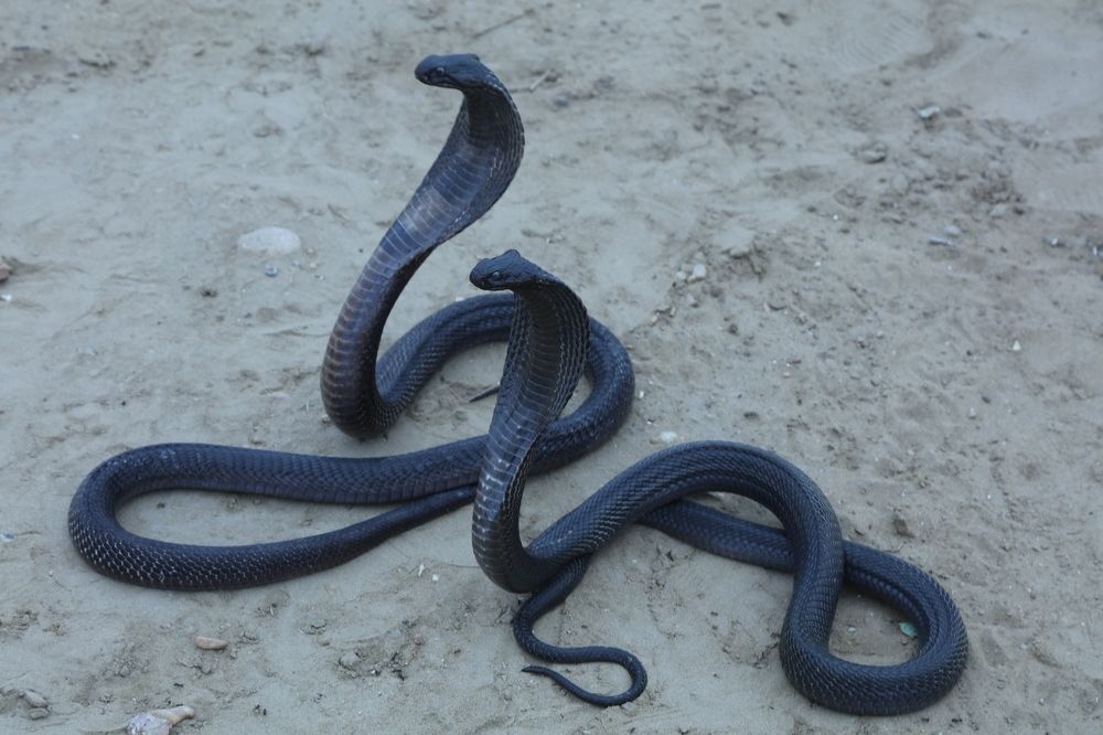 A pair of Black Cobra