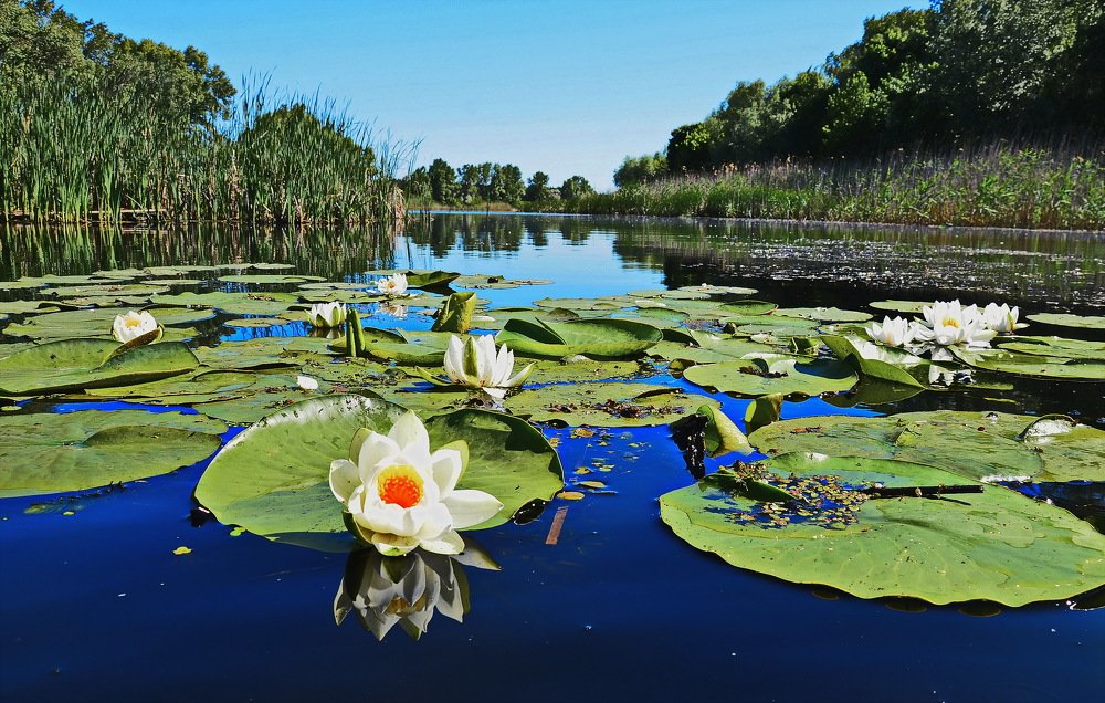 Утро блондинок