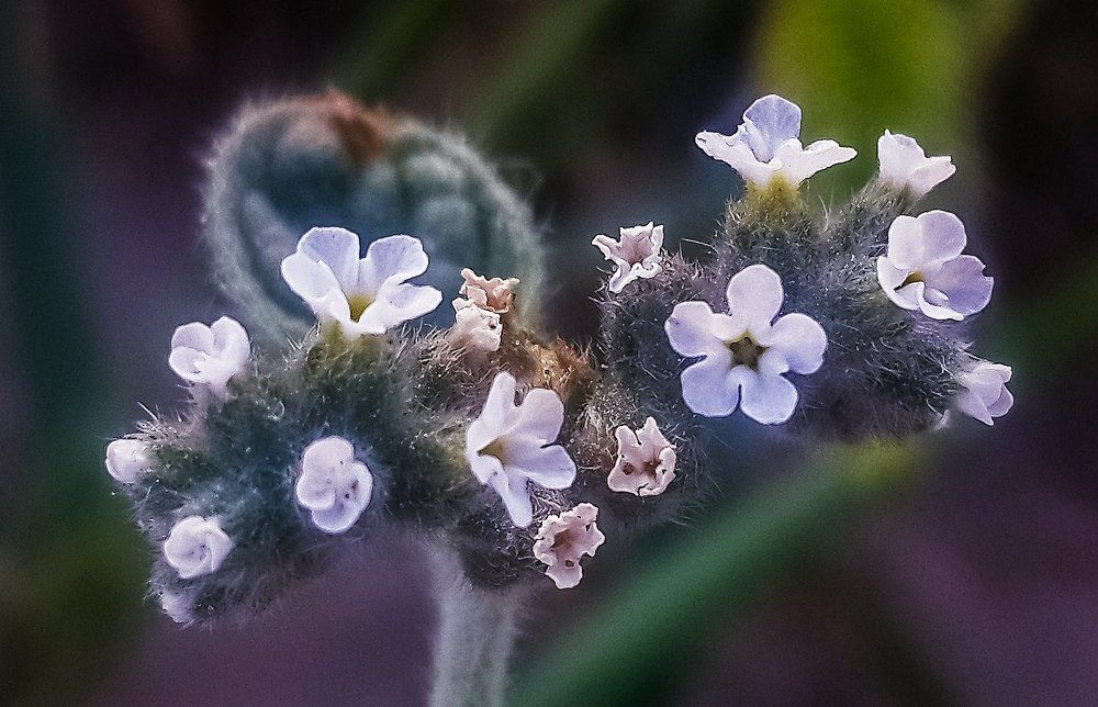 Мини цветник