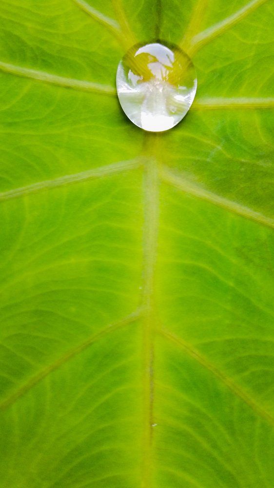 drop of water
