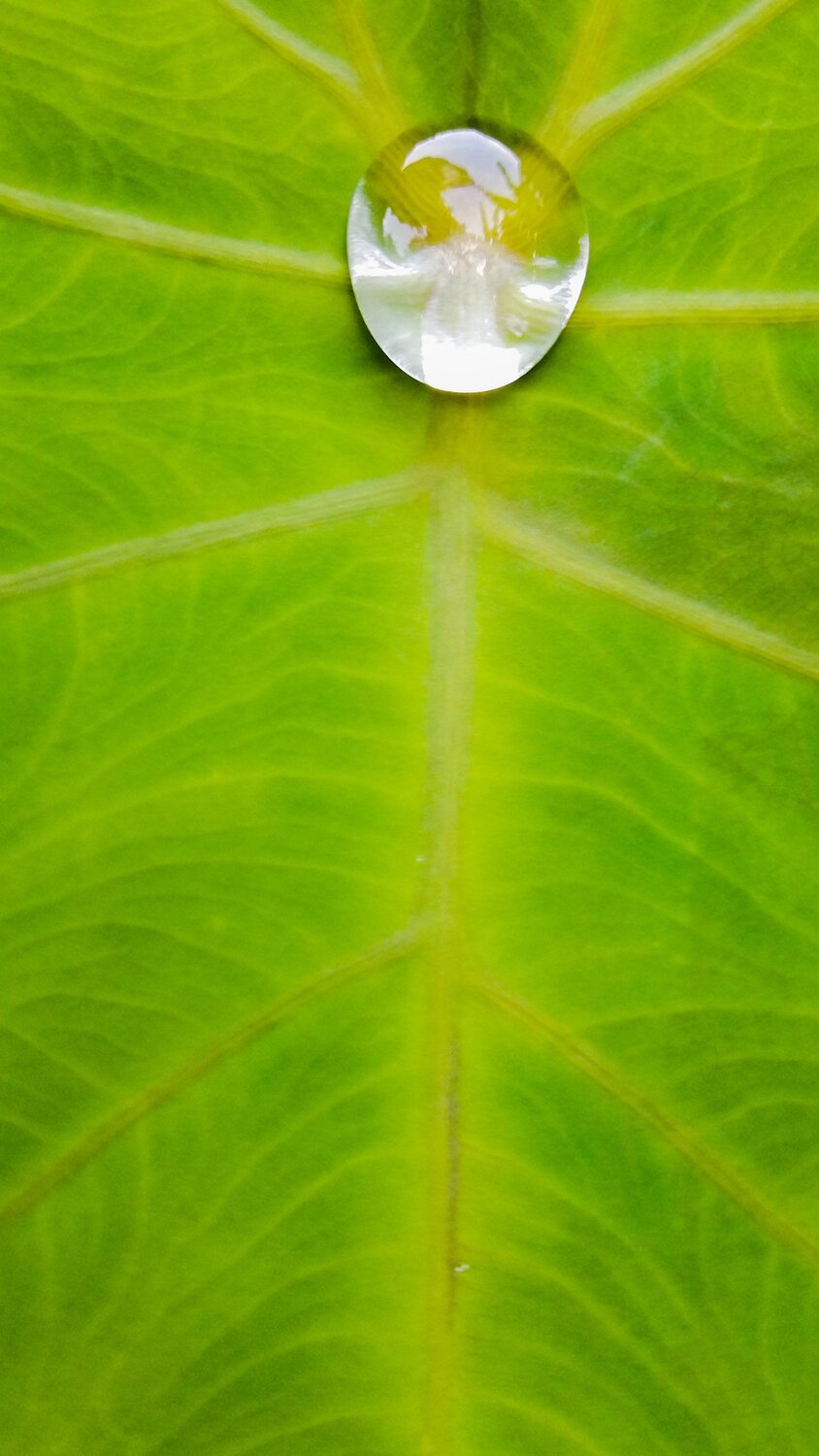 drop of water