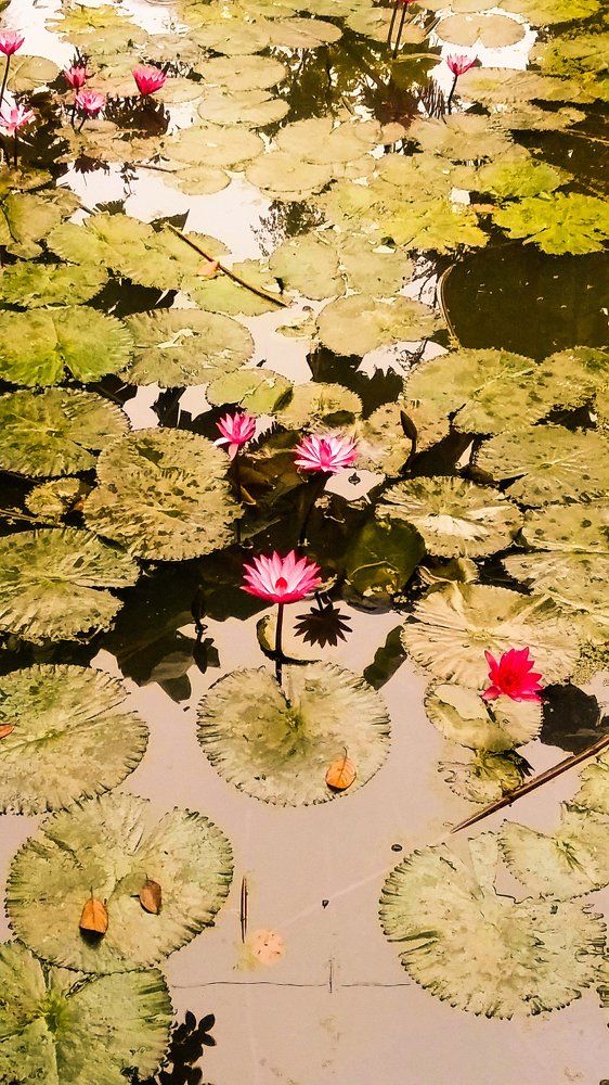 beauty of bangla