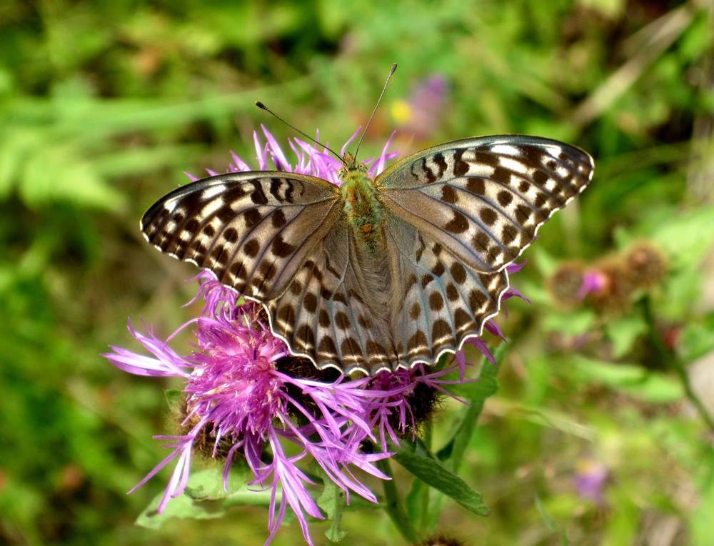 Argynnis paphia valesina