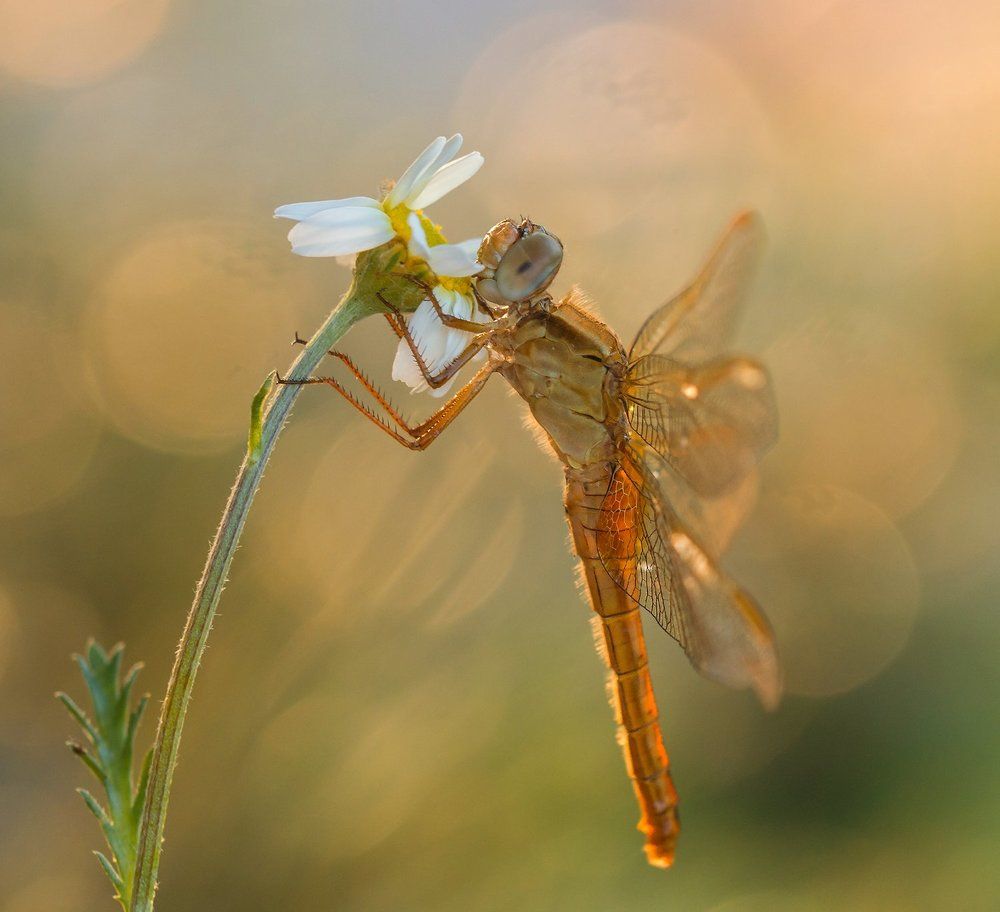 Dragonfly