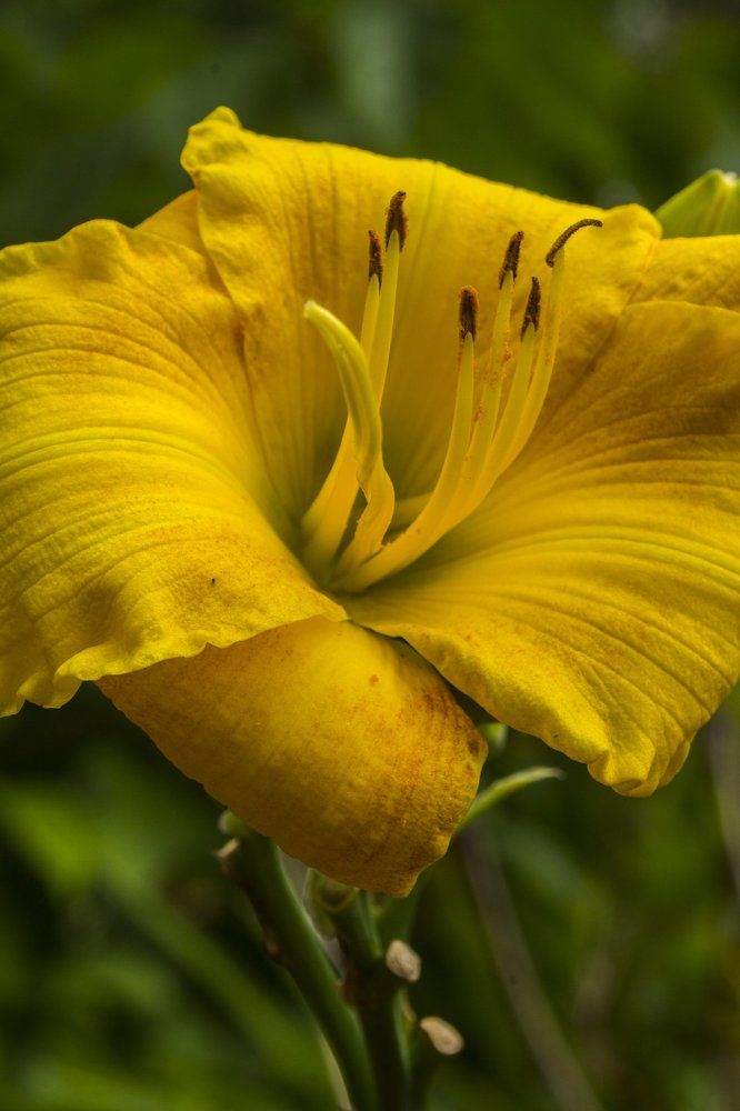 Nothing But Yellow