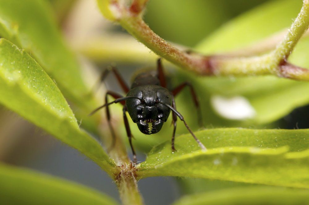 Злой и страшный