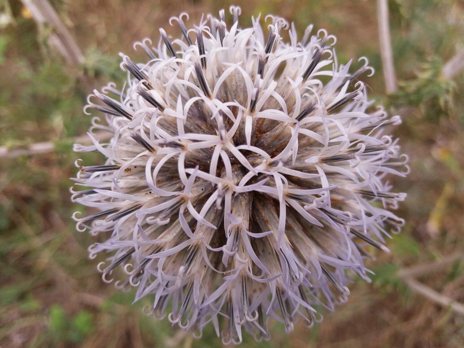 Sphere of beauty