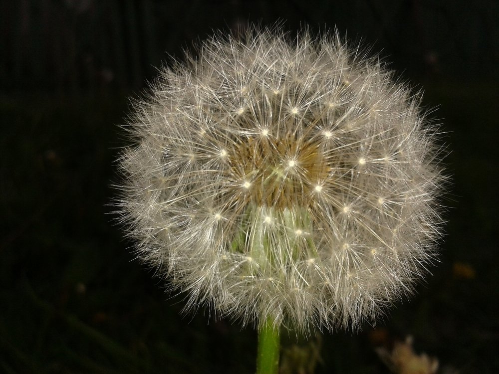 Пушистая планета...