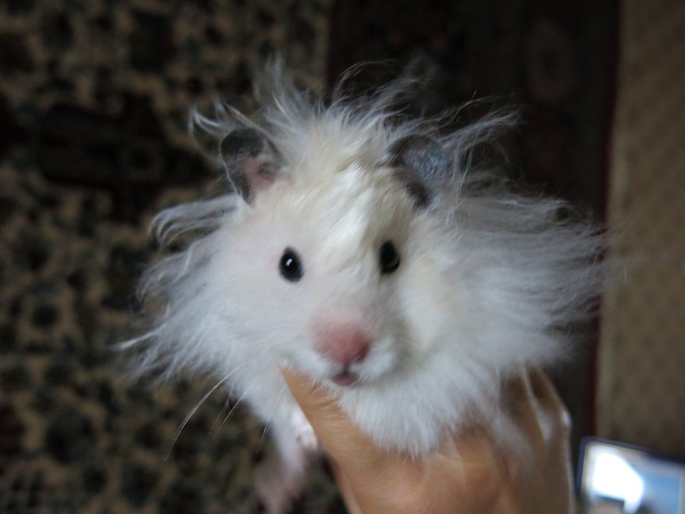 Симфония для хомячка № 2