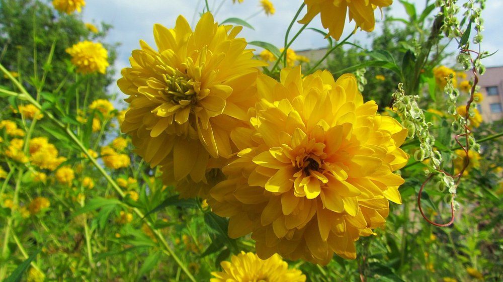 Золотые шары