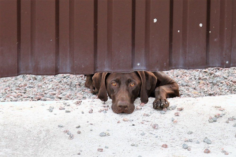 Пес с грустными глазами