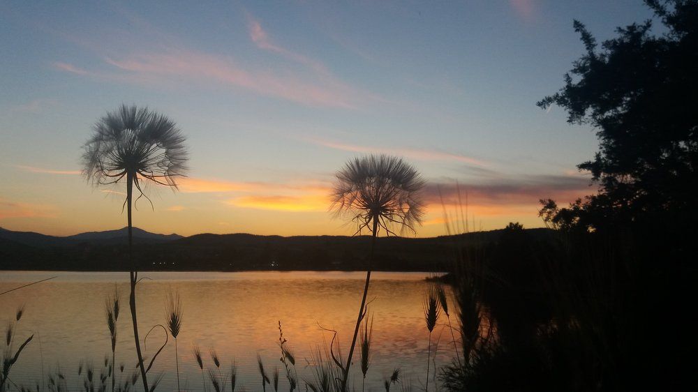 dandelion sunset
