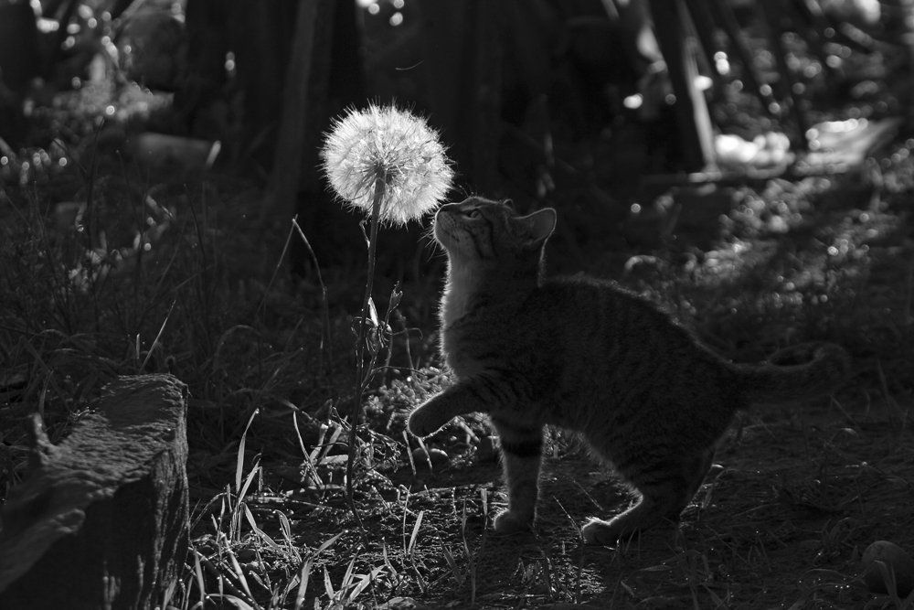 Ко&Ko (Кот и козлобородник)