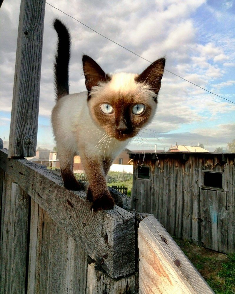 котенок Гав