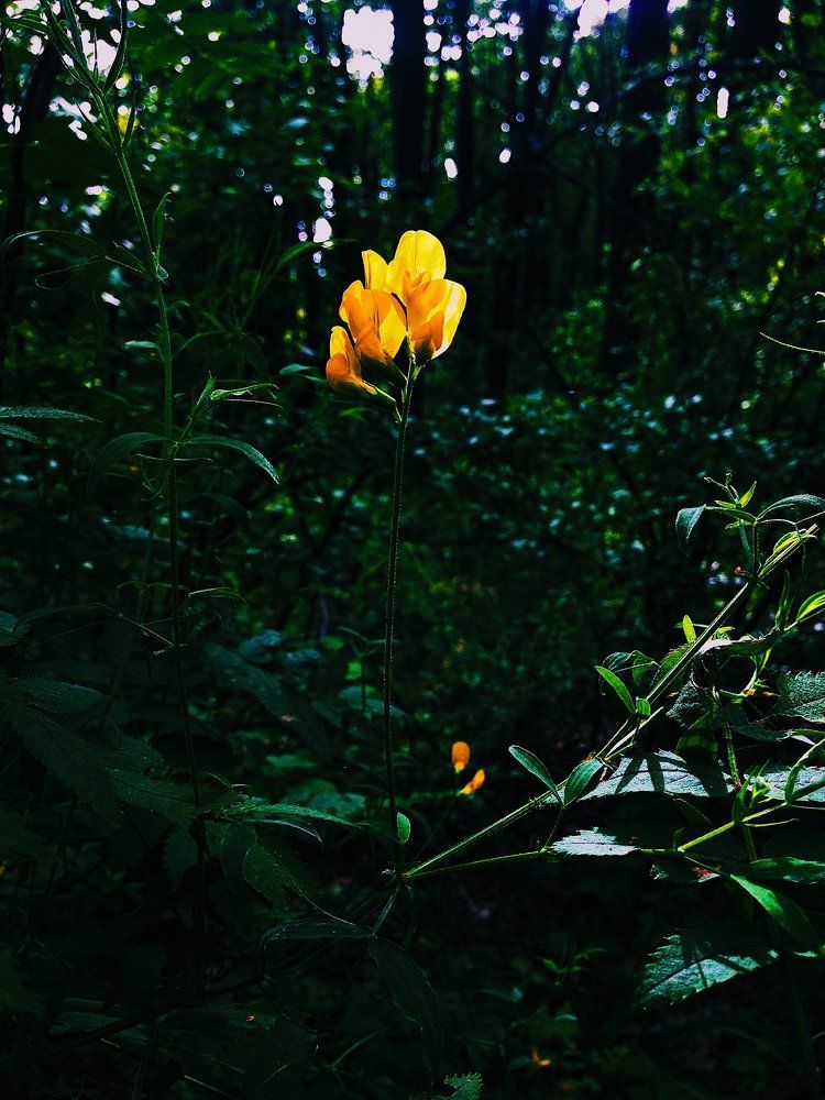 Солнца яркий луч