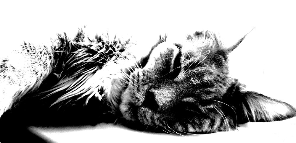 черно-белый сон