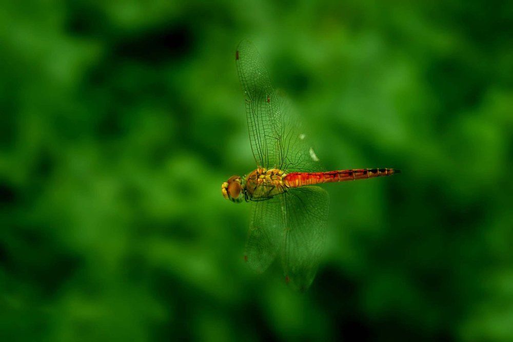 Photograph by Monsoon prashi