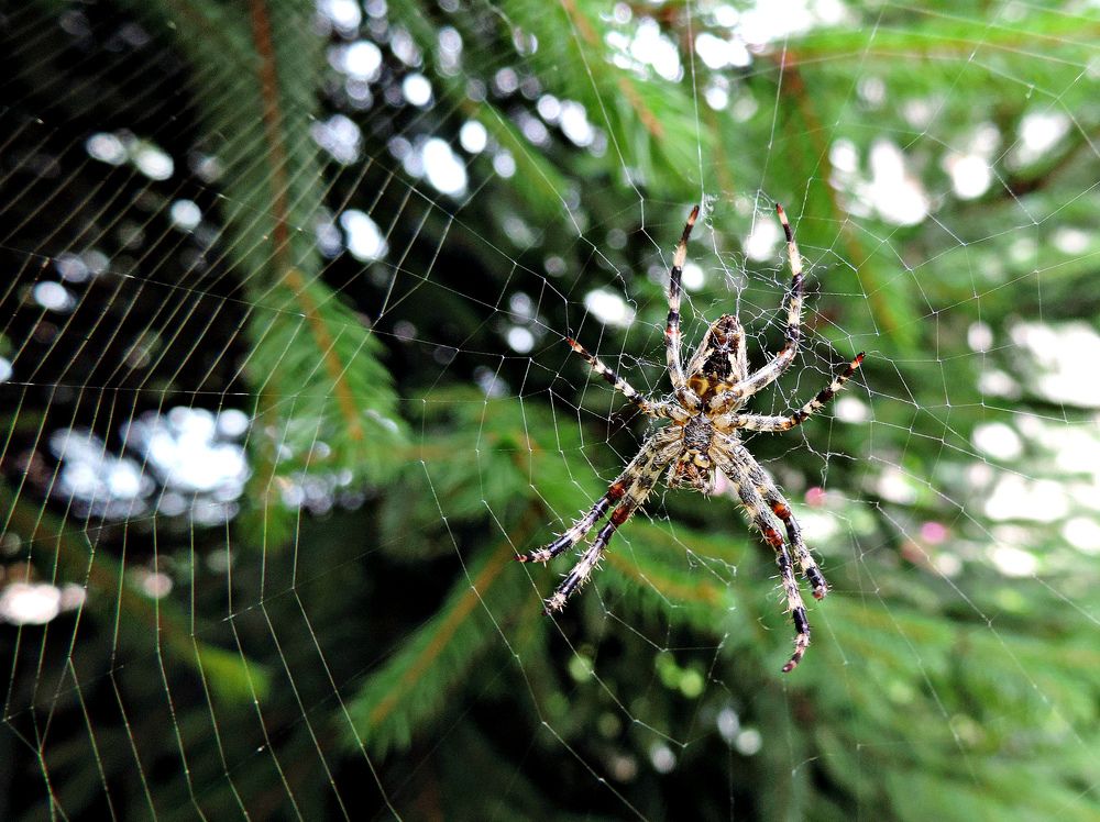 Хозяин сетей