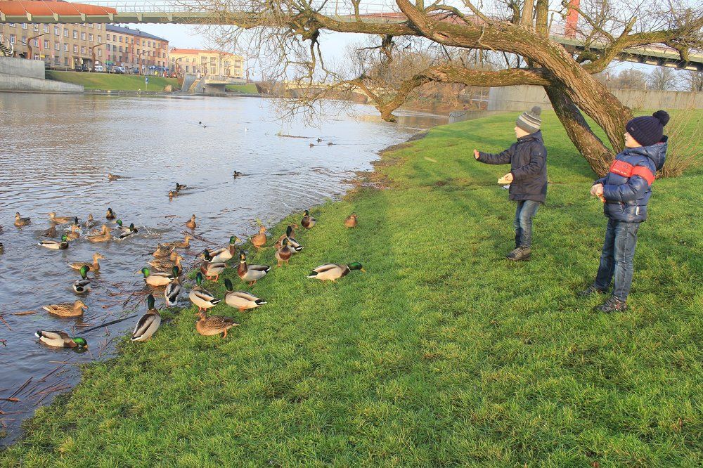 Мальчишки кормят уток