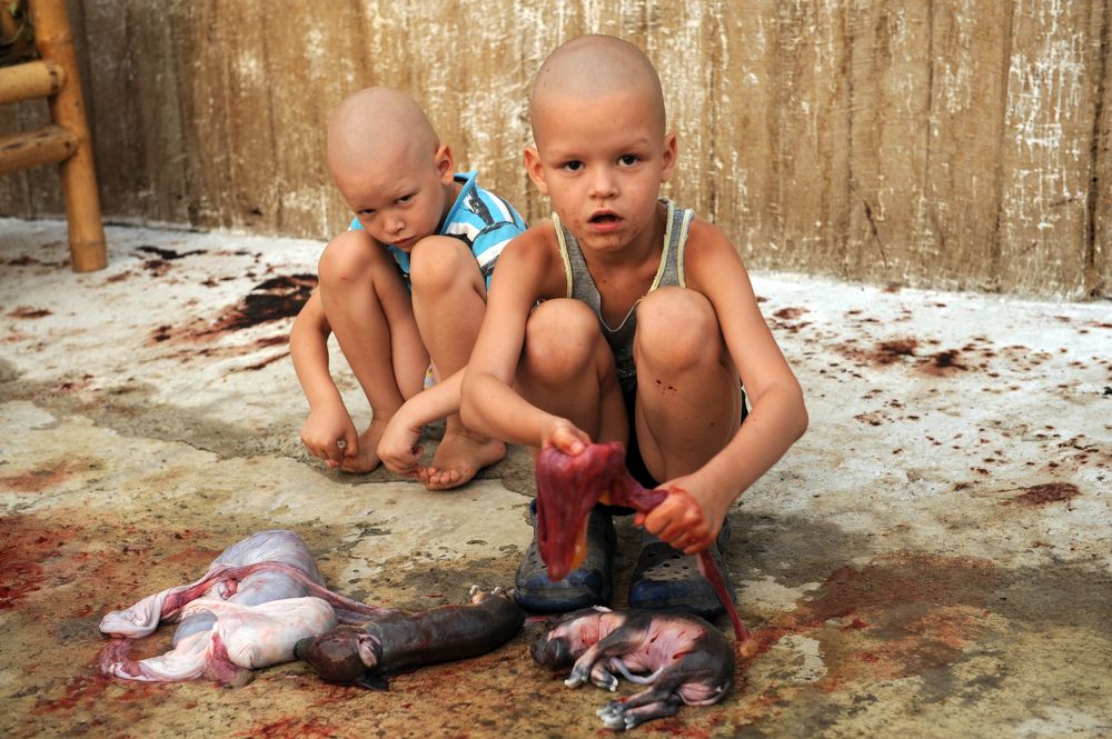 Нерожденные поросята