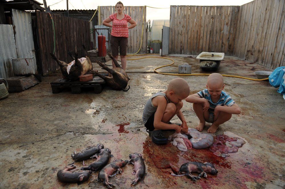 Нерожденные поросята_2