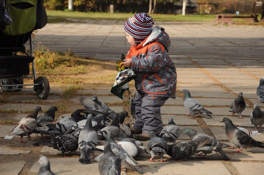 БЕССТРАШНЫЕ ГОЛУБИ