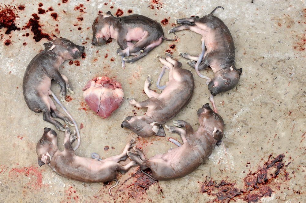 Сердце свиньи и нерожденные поросята.