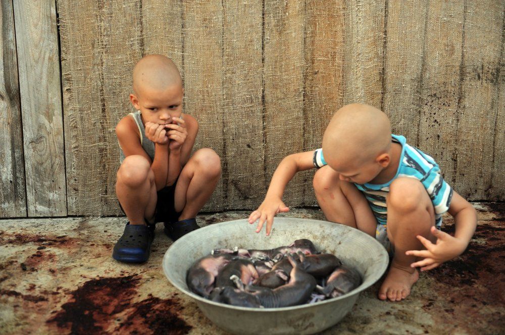 Дети и нерожденные поросята