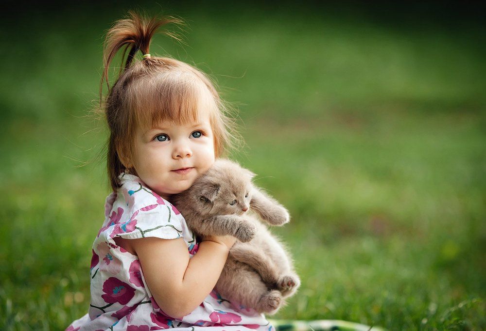 Два котенка