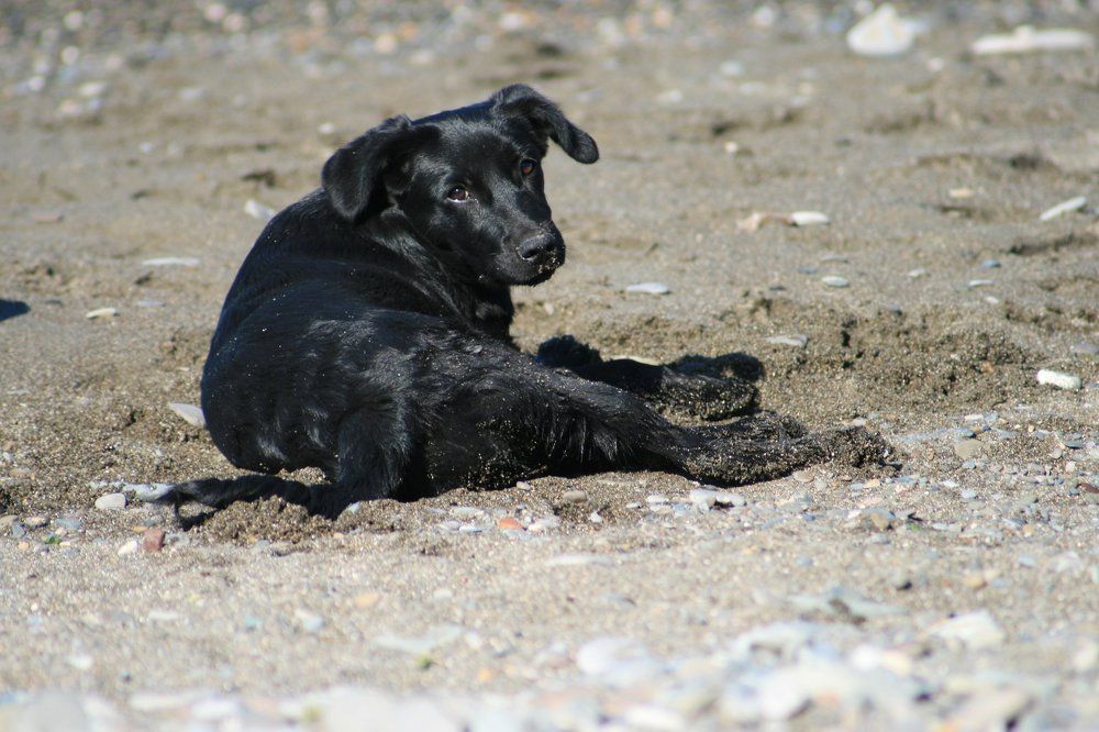 Верный друг