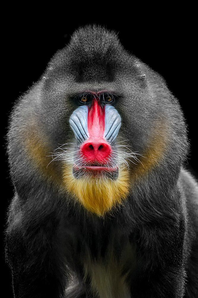 The leader of Mandrill monkey