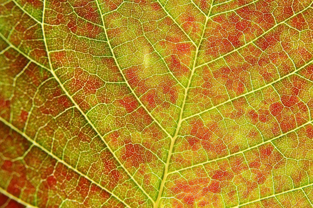 leaf in the sun