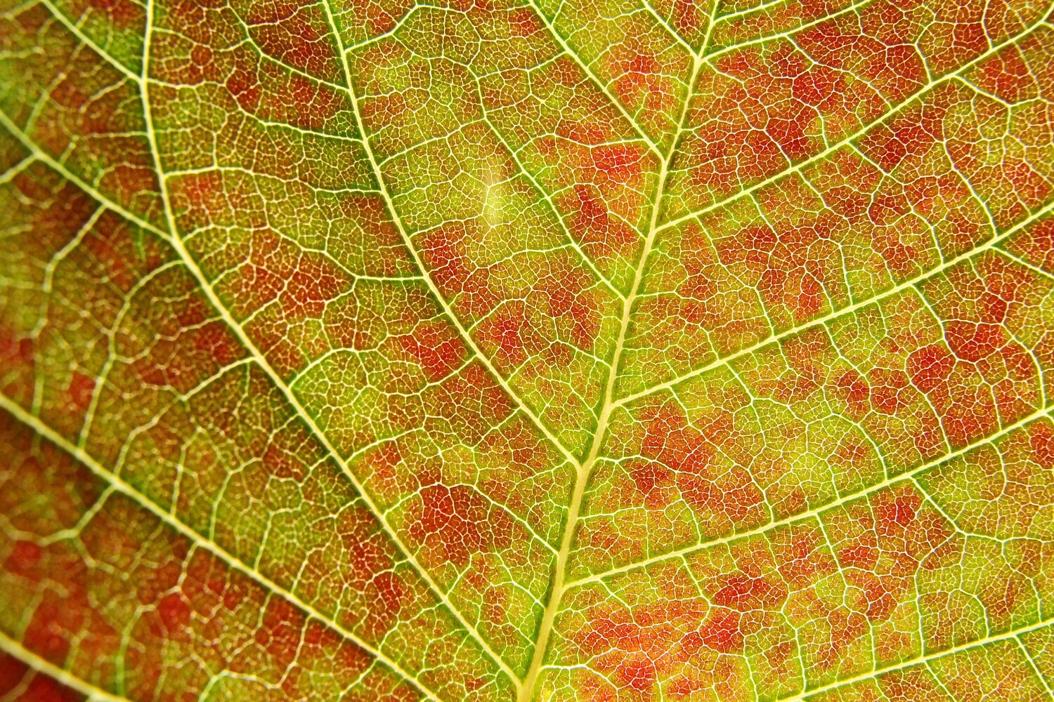leaf in the sun