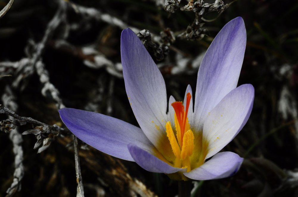 spring comming