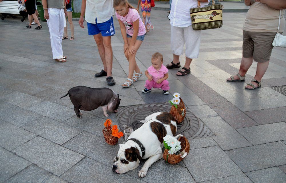 Удивительное трио