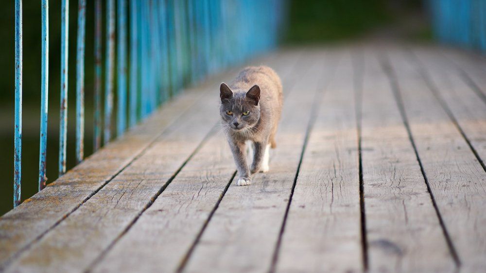 Зинаида Палнна