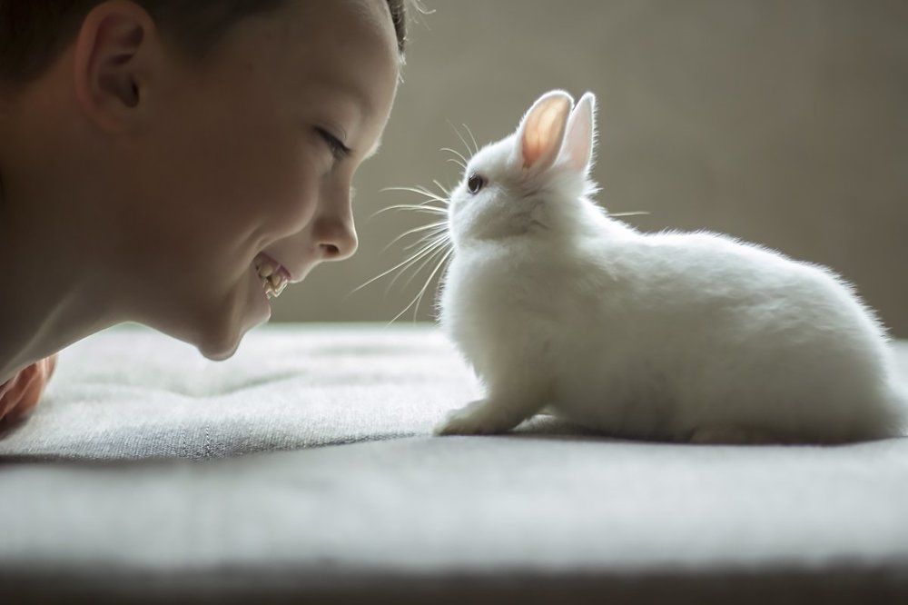 Любимый мини кролик Боня)