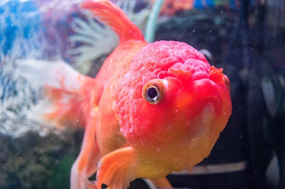 Любопытная мордашка