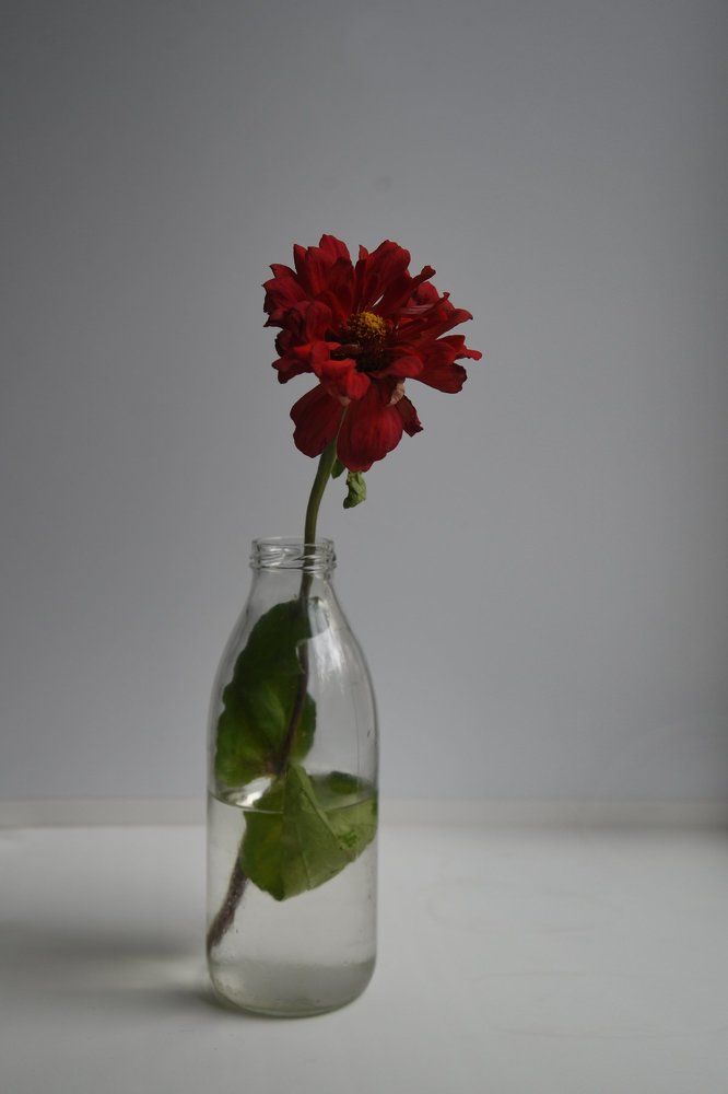 красный цветок в бутылке